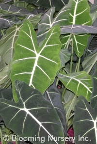 Alocasia 'Frydek'